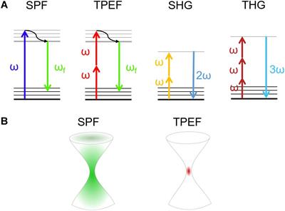 Nonlinear Optical Microscopy: From Fundamentals to Applications in Live Bioimaging